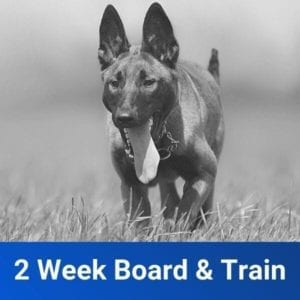 2 week board and train