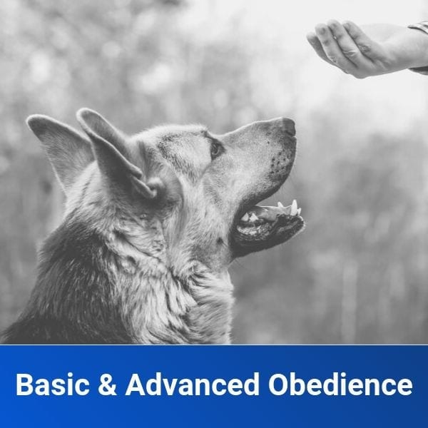 basic and advanced obedience