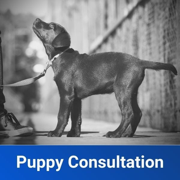 puppy consultation